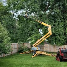 Best Tree Preservation Services  in Harmony Grove, CA