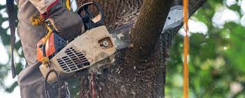 Best Fruit Tree Pruning  in Harmony Grove, CA