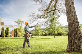 Why Choose Our Tree Removal Services in Harmony Grove, CA?