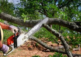 Best Leaf Removal  in Harmony Grove, CA