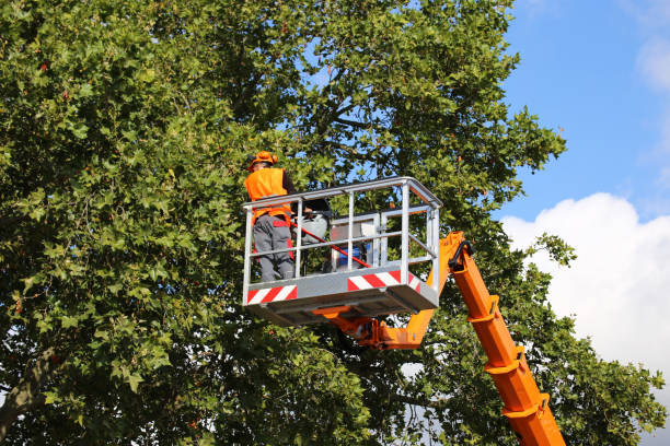 Best Tree Disease Treatment  in Harmony Grove, CA