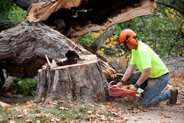 Best Stump Grinding and Removal  in Harmony Grove, CA