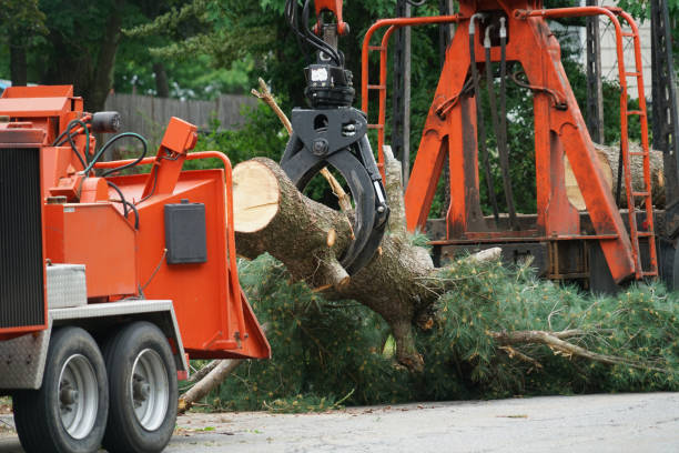 Best Tree Risk Assessment  in Harmony Grove, CA