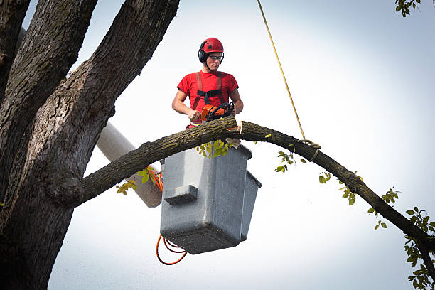  Harmony Grove, CA Tree Services Pros