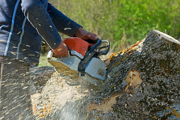 Harmony Grove, CA  Tree Services Company